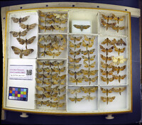 Media resource of Daphnusa ocellaris