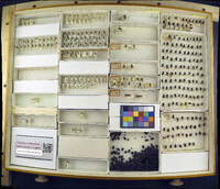 Media resource of Glossina brevipalpis