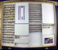 Media resource of Notonecta borealis