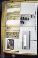 Media resource of Prostomis mandibularis