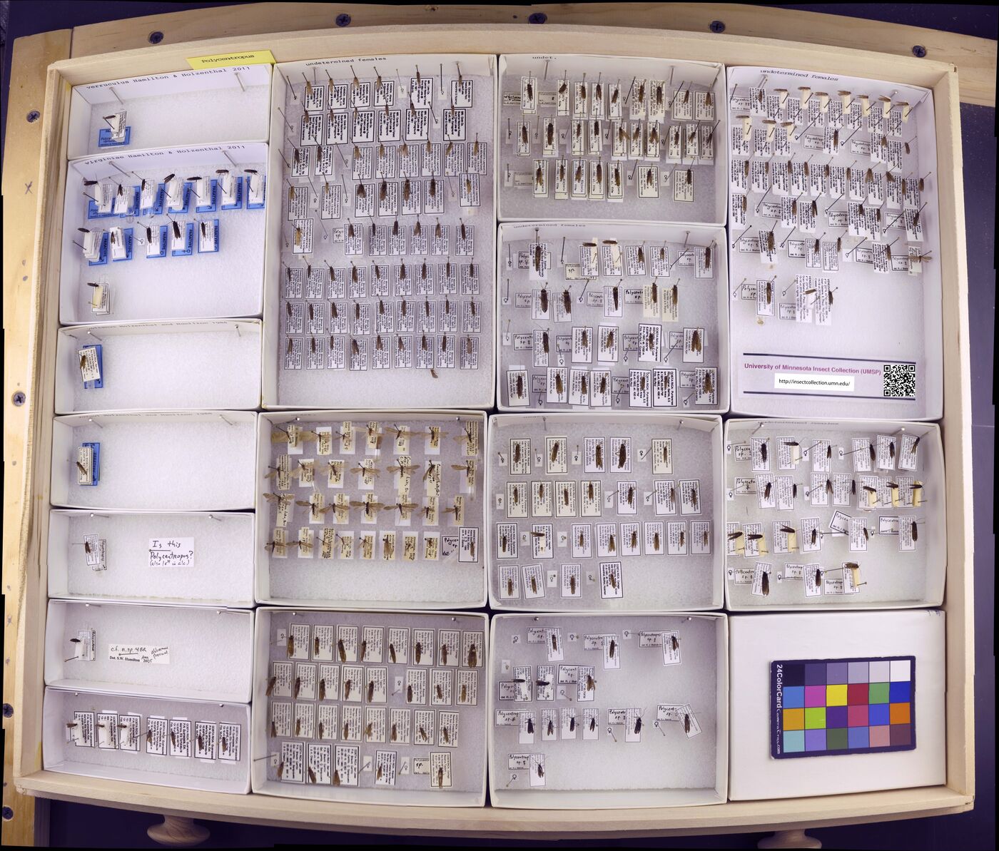 Polycentropus verruculus image