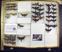 Media resource of Deidamia inscripta