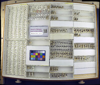 Media resource of Helina abiens