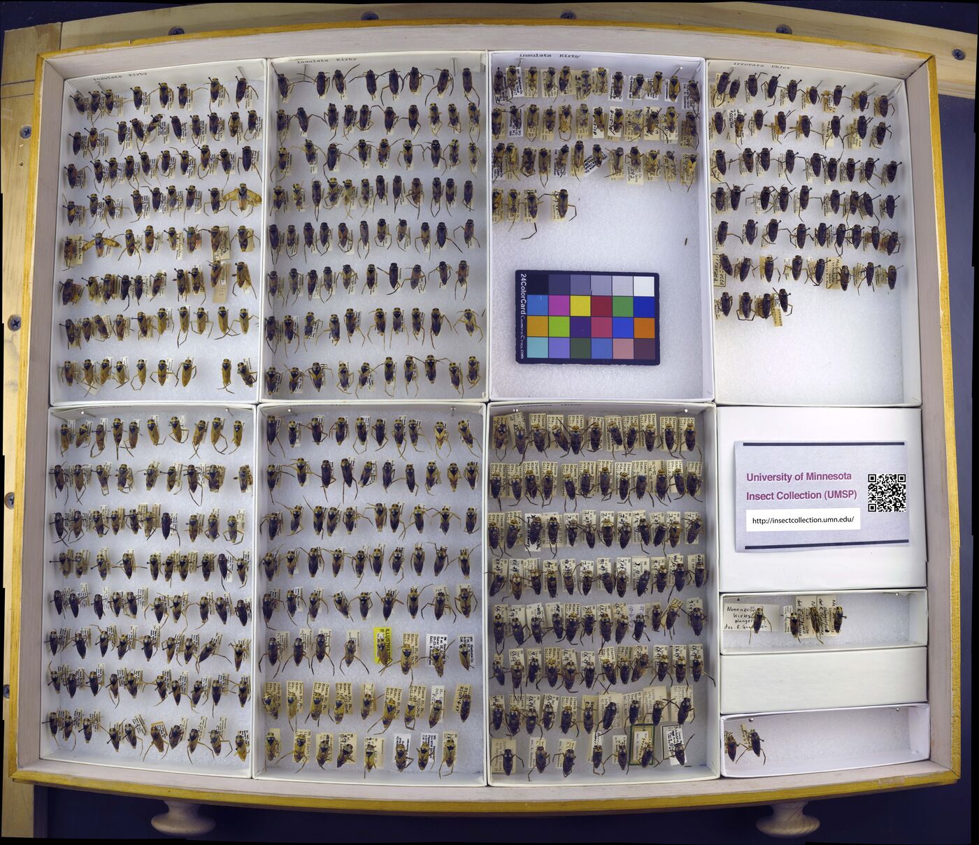 Notonecta insulata image