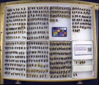 Media resource of Notonecta insulata