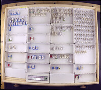 Media resource of Polyplectropus bravoae