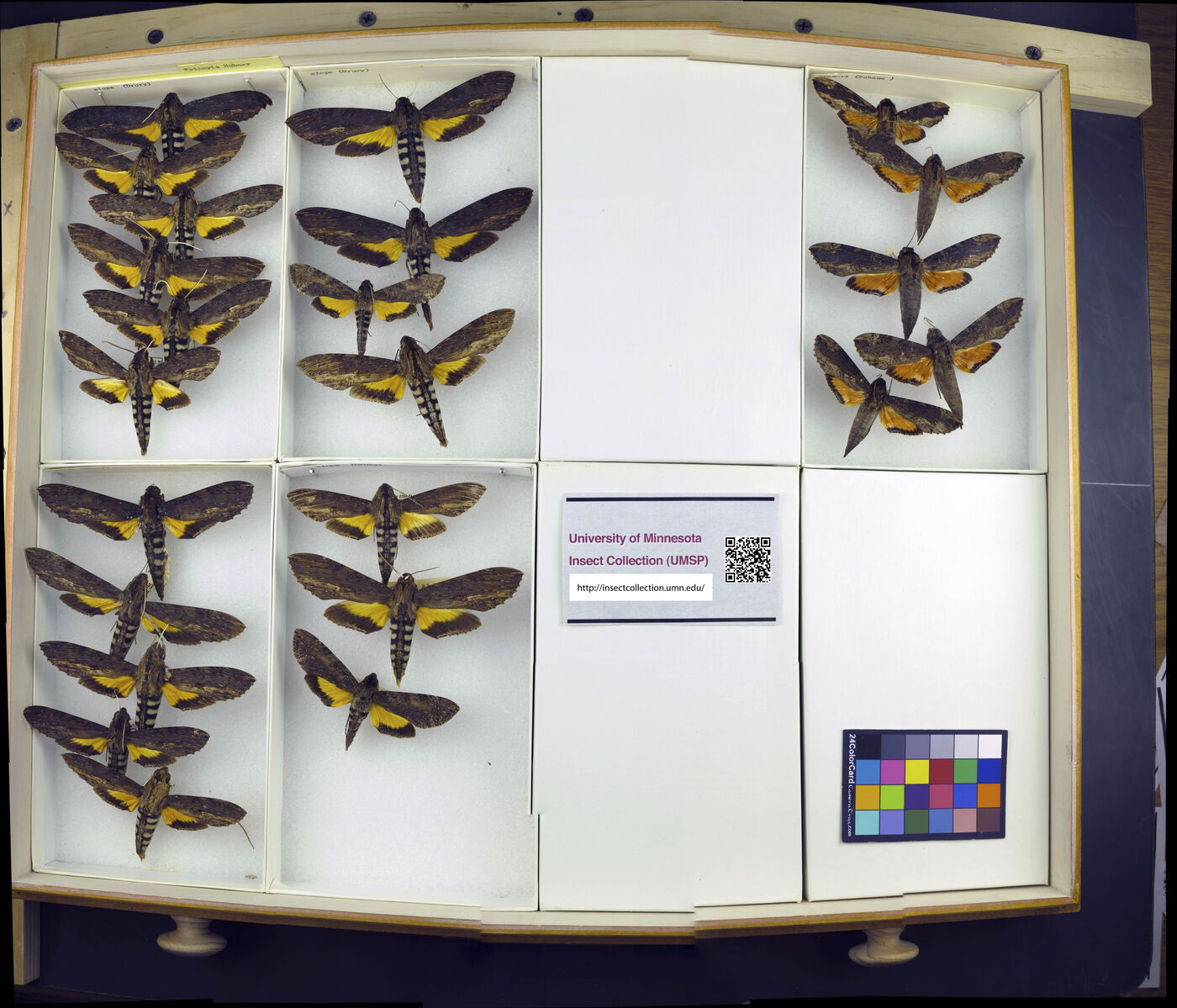 Erinnyis alope image