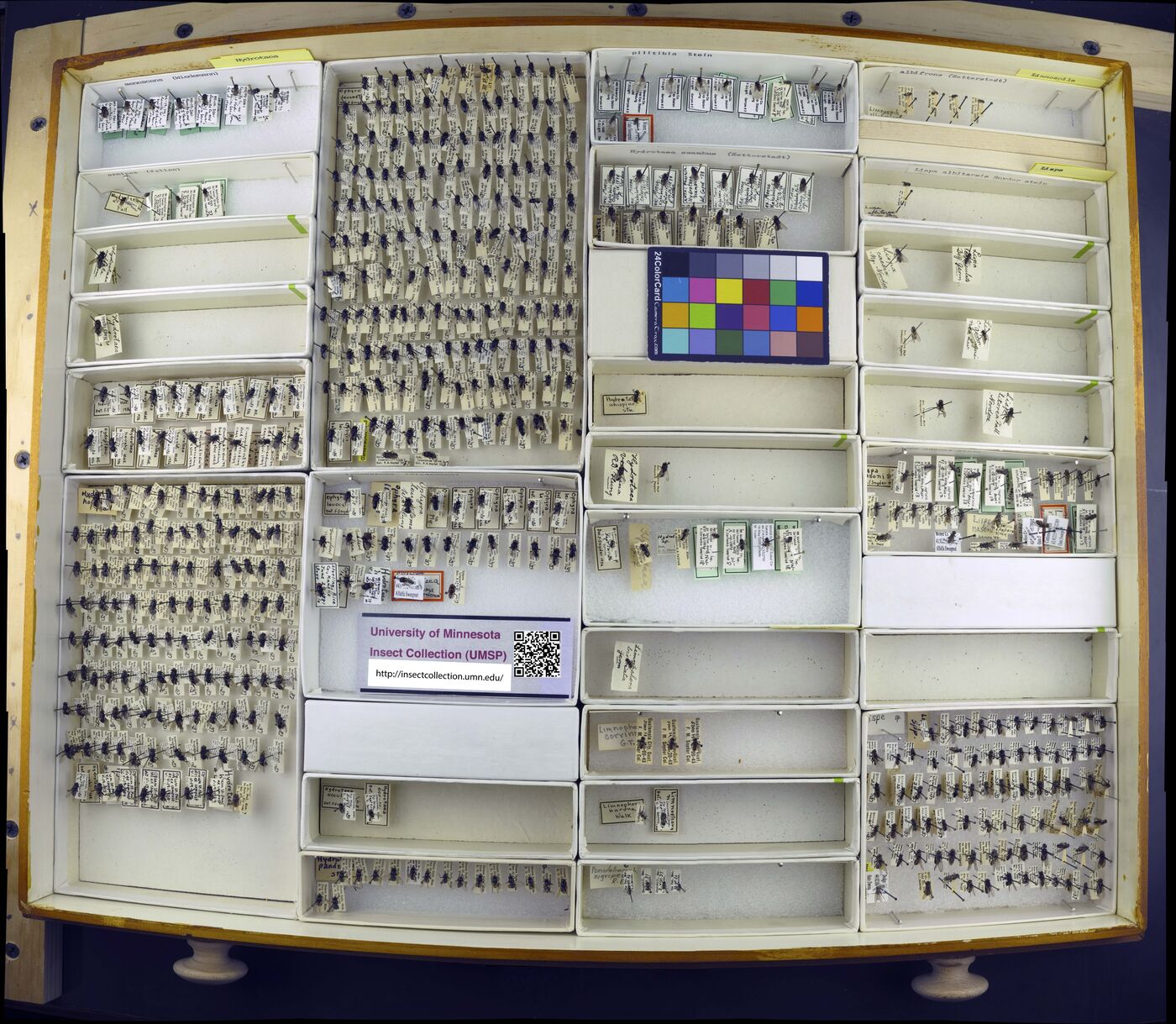 Hydrotaea aenescens image