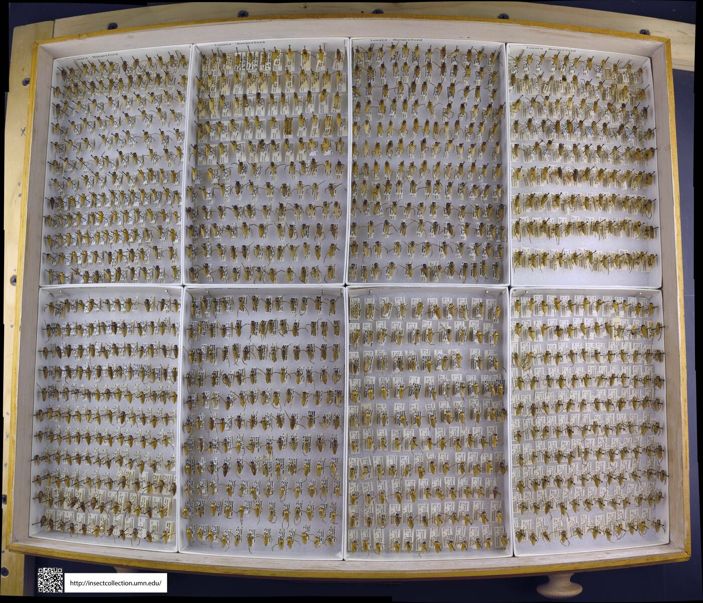 Notonecta lunata image