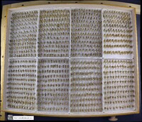 Media resource of Notonecta lunata