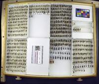 Media resource of Ancistrocerus adiabatus