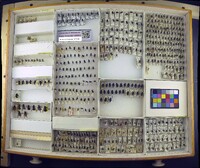 Media resource of Macrorchis ausoba