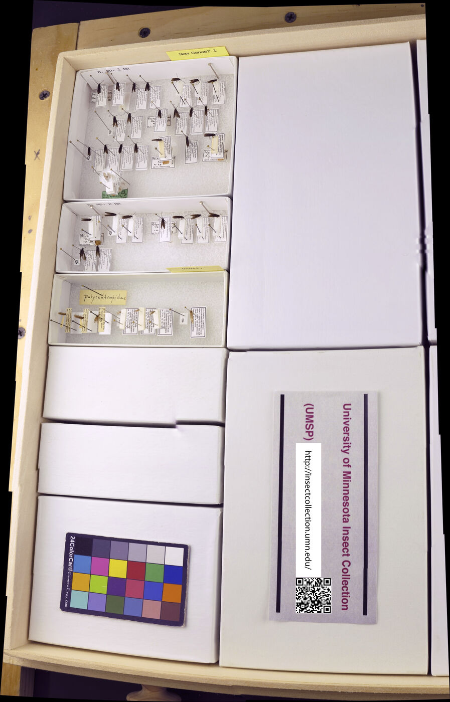 Polycentropodidae image