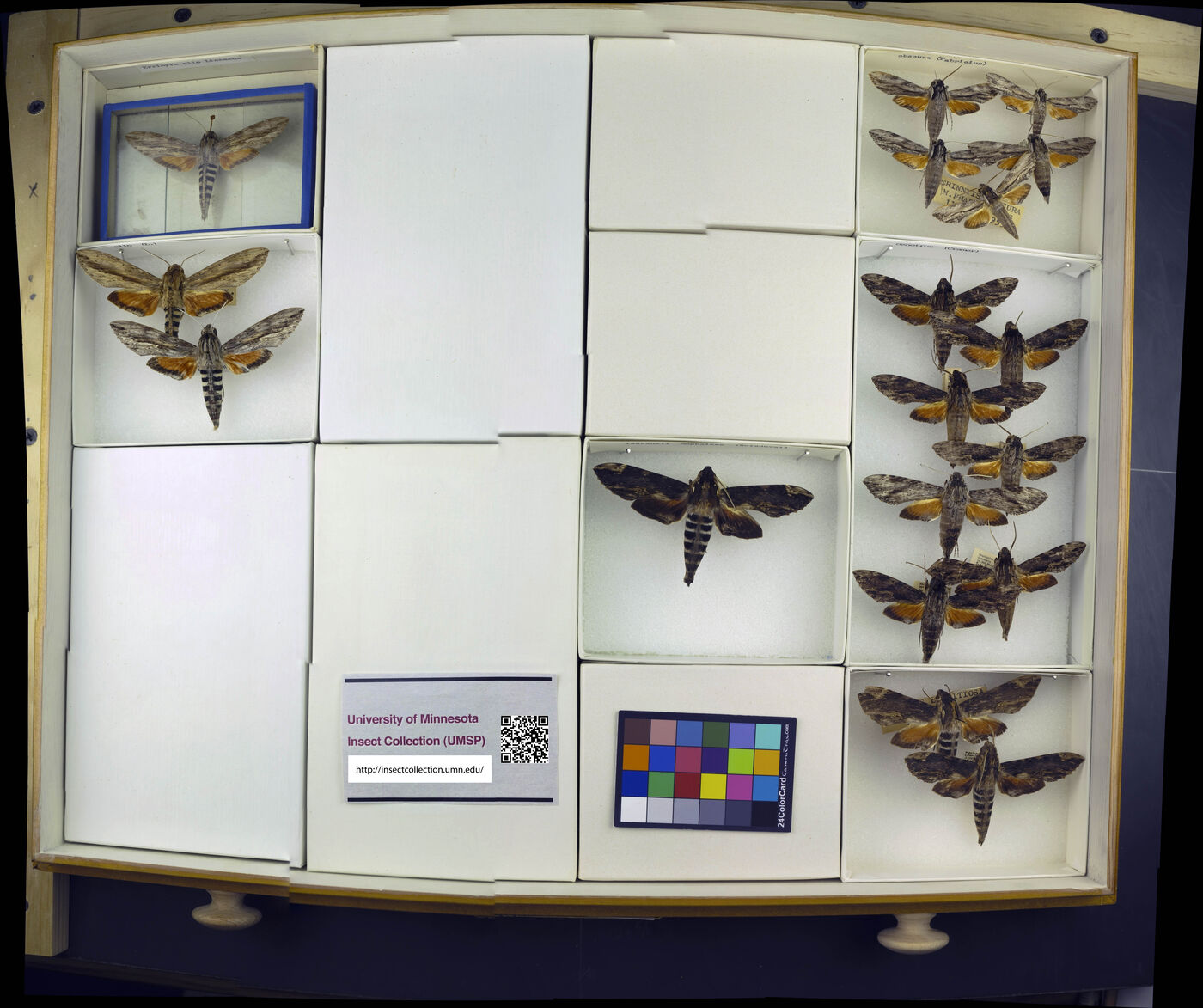 Erinnyis obscura image