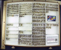 Media resource of Apoica pallens