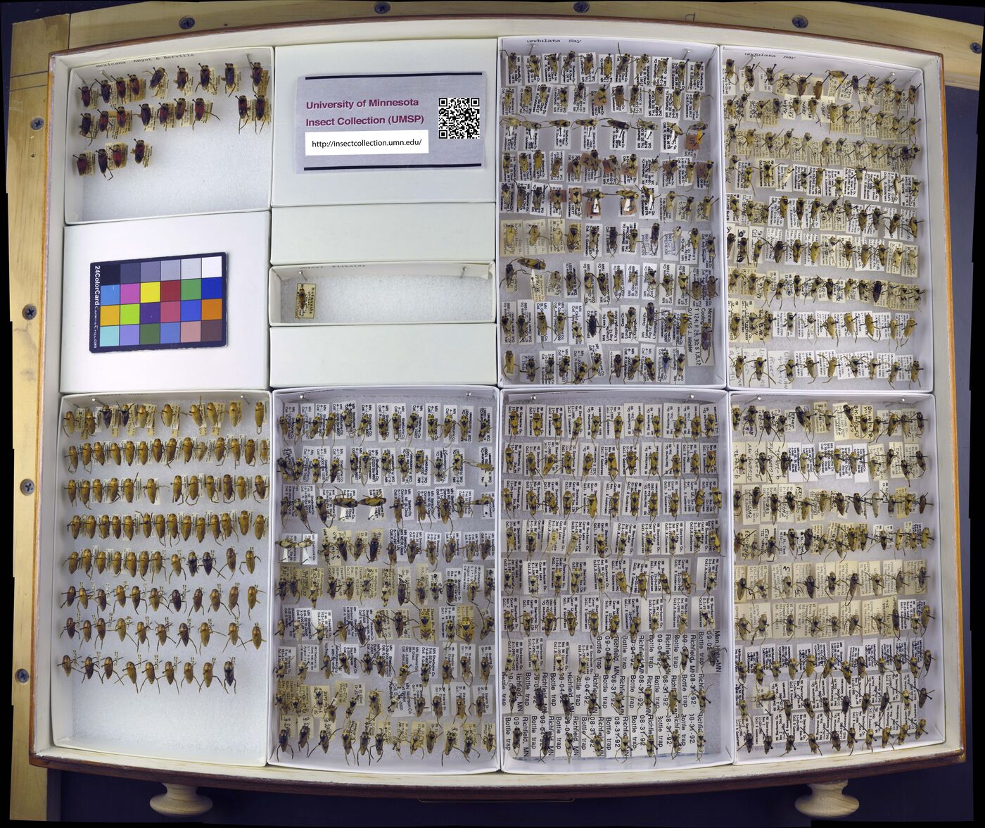 Notonecta mexicana image