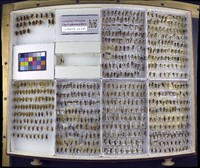 Media resource of Notonecta mexicana