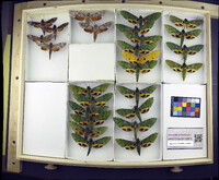 Erinnyis oenotrus image