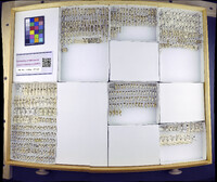 Media resource of Clastoptera proteus