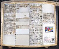 Media resource of Ripipteryx carbonaria