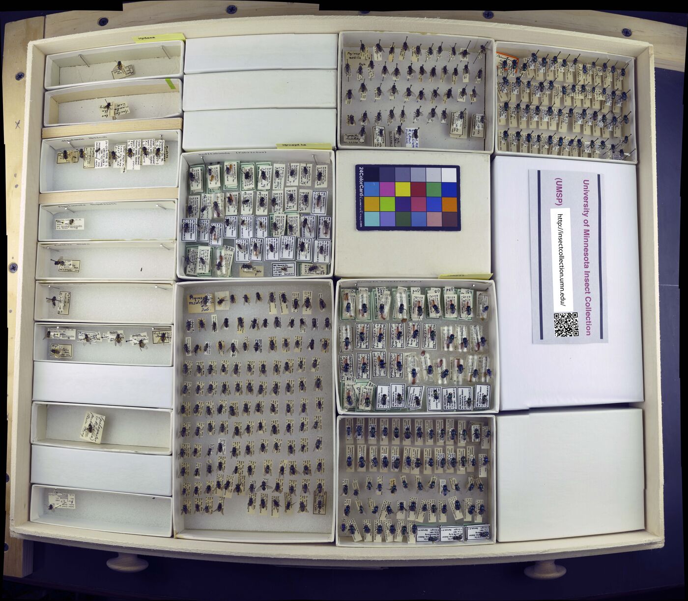 Myospila meditabunda image