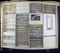 Media resource of Myospila meditabunda