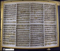 Media resource of Notonecta undulata