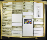 Media resource of Phaonia curvipes