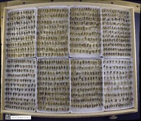 Notonecta undulata image