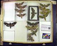 Media resource of Eumorpha fasciata