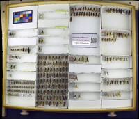 Media resource of Microdynerus timidus