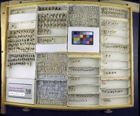 Media resource of Helina annosa