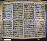 Notonecta undulata image