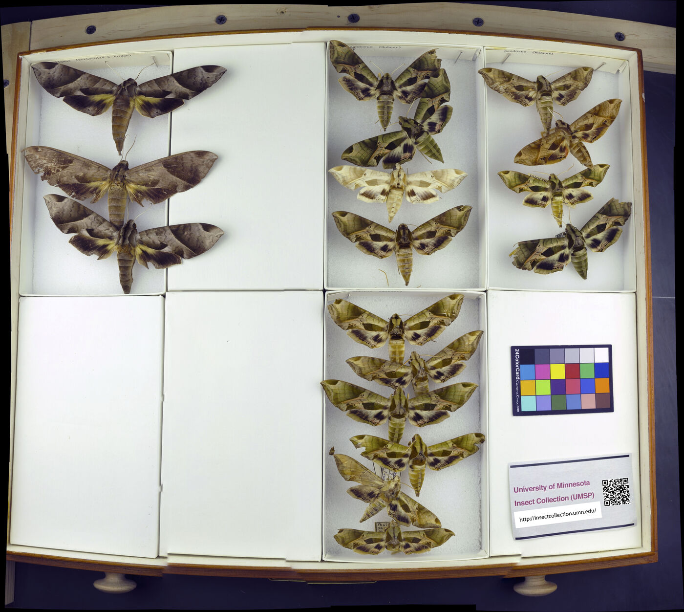 Eumorpha pandorus image