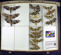 Media resource of Eumorpha pandorus