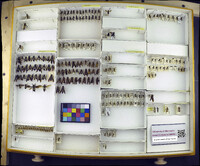 Media resource of Odynerus bicinctus