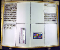 Media resource of Notonecta virescens