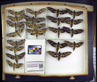 Media resource of Eumorpha satellitia