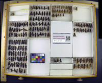 Media resource of Polistes apachus