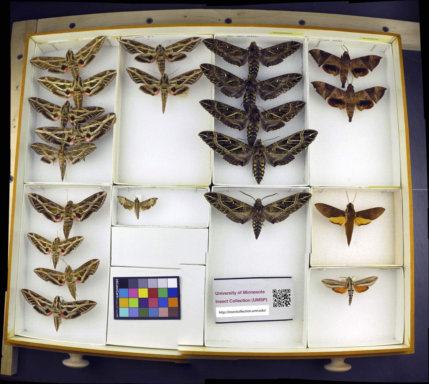 Eumorpha vitis image