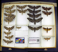 Media resource of Eumorpha vitis