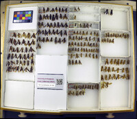 Media resource of Polistes carolina