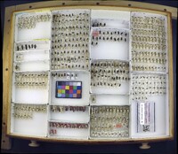 Media resource of Belotus abdominalis