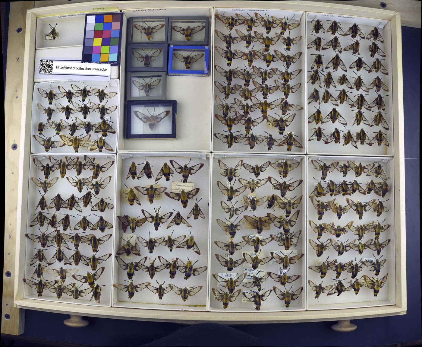 Hemaris diffinis image