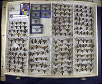 Media resource of Hemaris diffinis