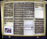 Media resource of Polistes fuscatus