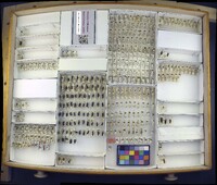 Media resource of Rhagonycha nigriceps