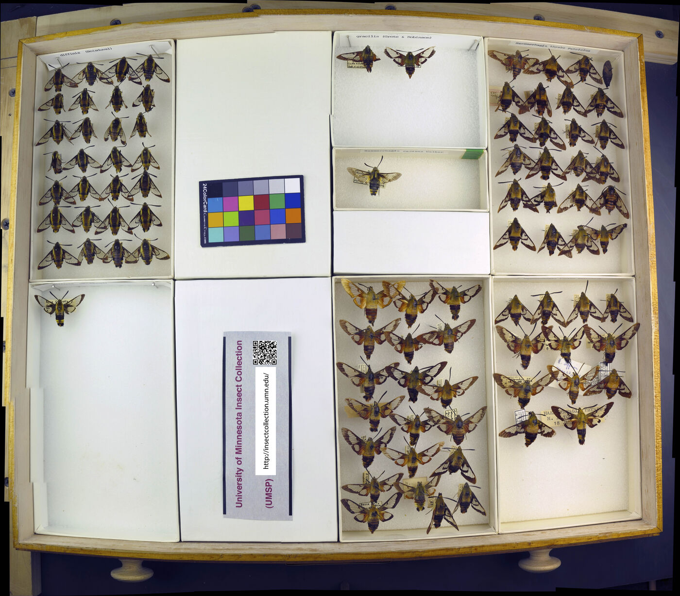 Hemaris thysbe image