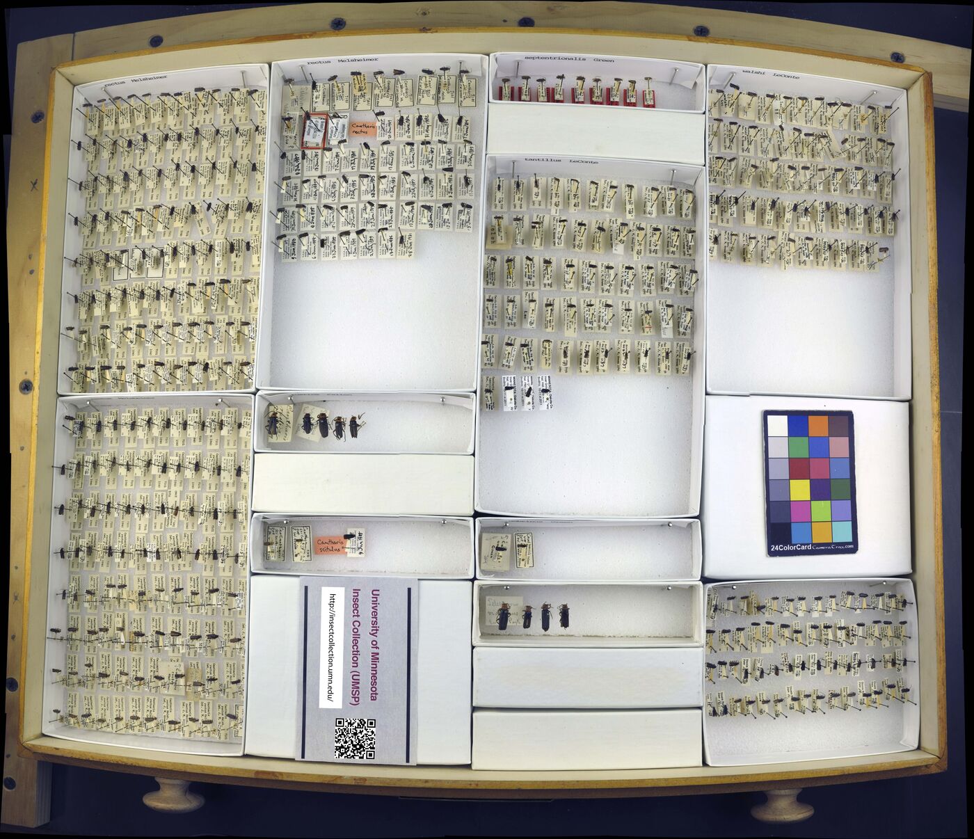 Cantharis rectus image