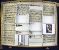 Media resource of Cantharis rectus